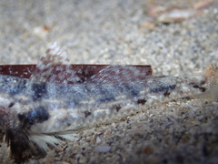 Nesogobius pulchellus