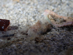 Nesogobius pulchellus