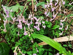 Corydalis yanhusuo