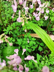 Corydalis yanhusuo