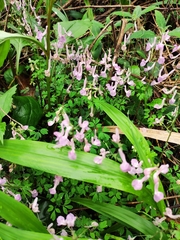 Corydalis yanhusuo