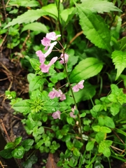 Corydalis yanhusuo