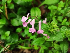Corydalis yanhusuo