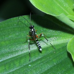 Xanthocryptus novozealandicus