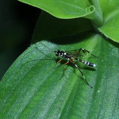 Xanthocryptus novozealandicus