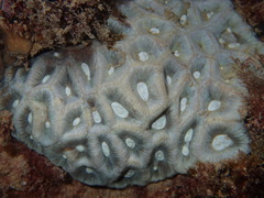 Coelastrea palauensis