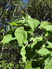 Abutilon auritum