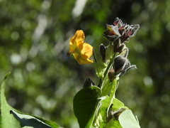 Abutilon auritum