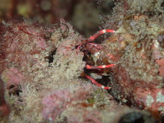 Calcinus dapsiles