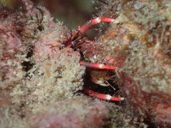 Calcinus dapsiles