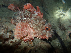 Scorpaena sumptuosa
