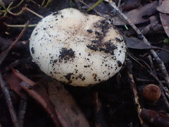 Russula marangania