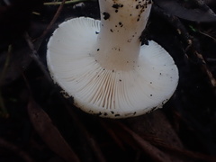 Russula marangania