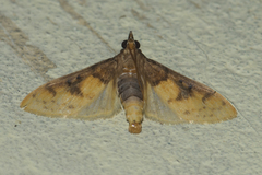Pachynoa sabelialis
