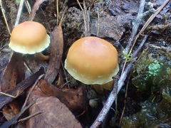 Gymnopilus allantopus