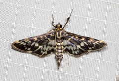 Rhimphalea sceletalis