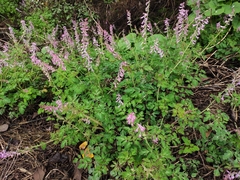 Corydalis edulis