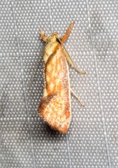 Crepidosceles chryserythra