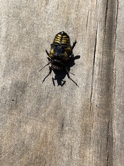 Chlorobapta frontalis