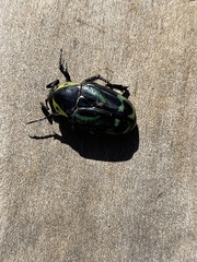 Chlorobapta frontalis