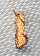 Crepidosceles chryserythra