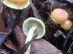 Gymnopilus allantopus