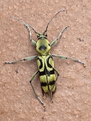 Chlorophorus signaticollis