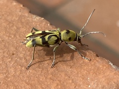 Chlorophorus signaticollis