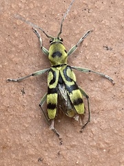 Chlorophorus signaticollis