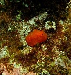 Doriopsilla carneola