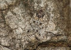 Pachetra sagittigera