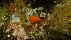 Doriopsilla carneola