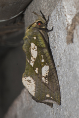 Eudocima hypermnestra