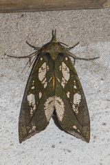 Eudocima hypermnestra