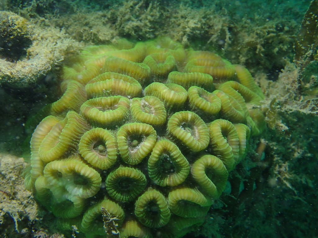 Merulinidae Merulinidae in May 2021 by Tim Karnasuta · iNaturalist