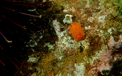 Doriopsilla carneola