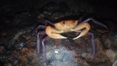 Madagapotamon humberti