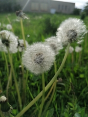 Taraxacum officinale