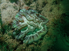 Australophyllia wilsoni