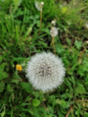 Taraxacum officinale