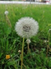 Taraxacum officinale