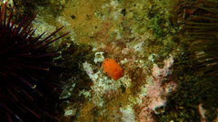 Doriopsilla carneola