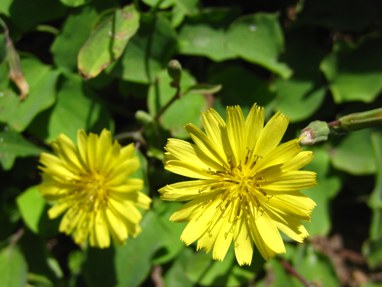 Ixeris stolonifera