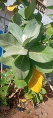 Calotropis procera image