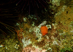 Doriopsilla carneola