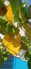 Calotropis procera image