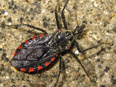 Rhynocoris leucospilus sibiricus