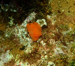 Doriopsilla carneola