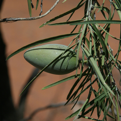 Leichhardtia australis