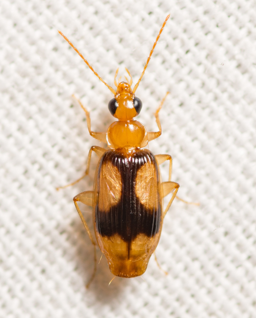 Nemotarsus elegans